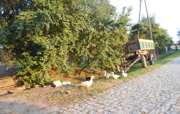 Chickens running wild