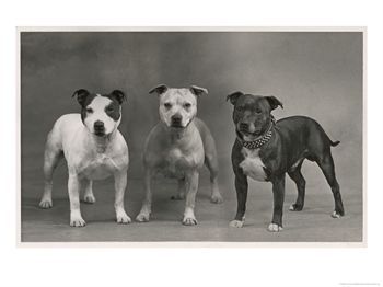 Album - Old-pics-Staffies