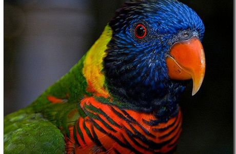 Les belles photos d'oiseaux