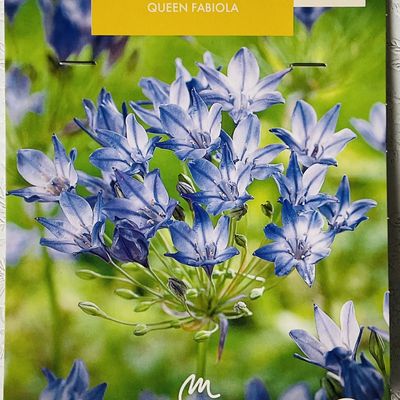Plantation de triteleia, dans le micro jardin urbain, premier essai