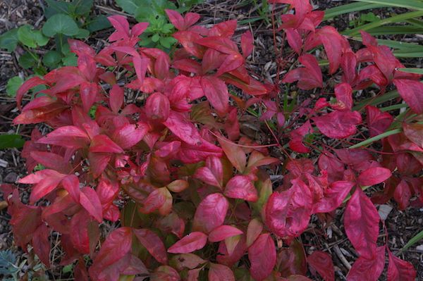 080 - Nandina Domestica fire power