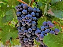 #Rose Barbera Producers Washington Vineyards