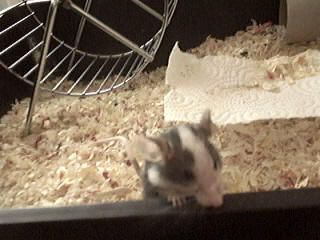 <p><strong>je vous pr&eacute;sente ici ma petite souris qui me tient compagnie depuis quelques temps , depuis le jour du Printemps 2006 pour &ecirc;tre tr&egrave;s pr&eacute;cis.</strong></p>
<p><strong>C'est vraiment une petite b&ecirc;te adorable qui s'est bien habitu&eacute;e maintenant &agrave; ma pr&eacute;sence et se laisse caresser et prendre dans la main.</strong></p>
<p><strong>Voici quelques clich&eacute;s qui tendront j'esp&egrave;re &agrave; rendre sympathiques ces &quot;petits nui