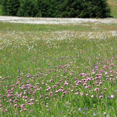 Couleurs estivales alpestres