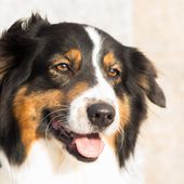 photo animalière portrait d'un chien border collie