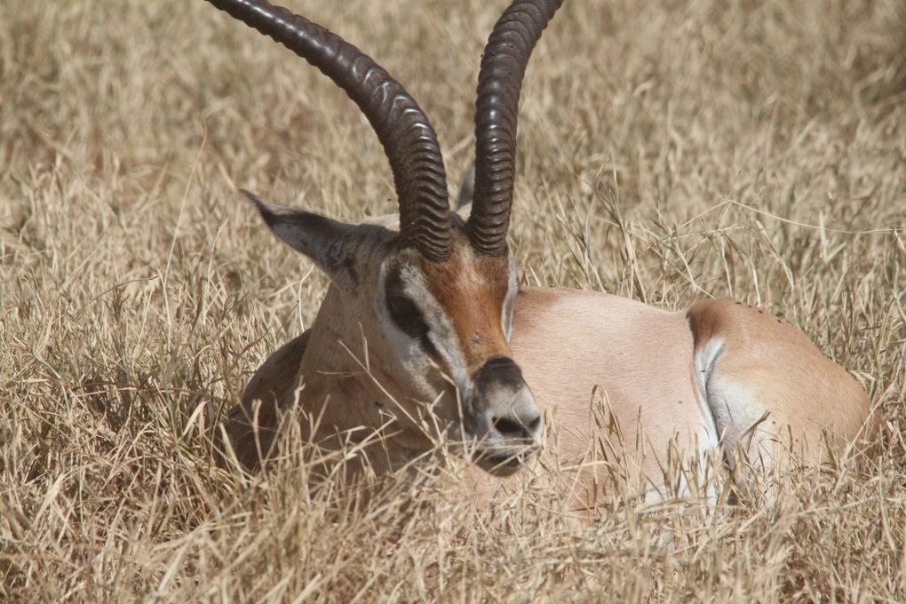 Album - 7.2 Ngorongoro