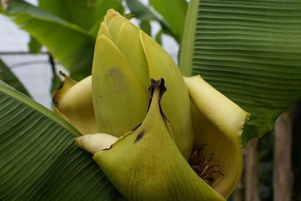 Fleur de bananier pour Aimé Césaire et la communauté des Antilles