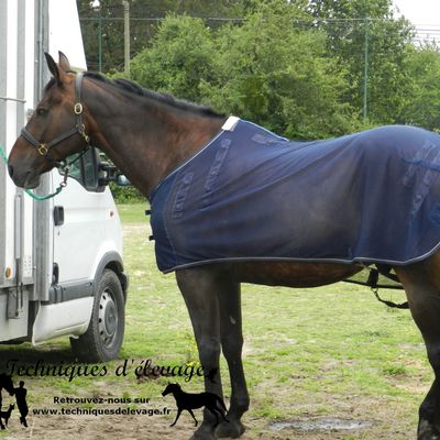 Utiliser un aliment tout fait pour mon cheval de loisir : promenade dans un centre équestre