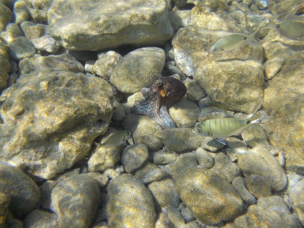 Comme un poisson sous l'eau