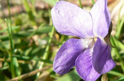 Violette pas Nozière...