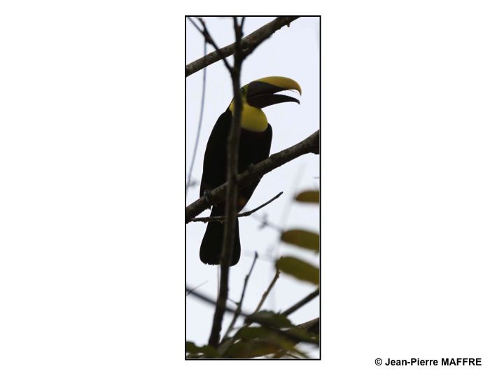 Oiseaux exotiques Des oiseaux de toutes les couleurs dans leur univers d'air, d'eau et de terre.