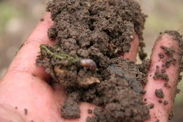 Mes débuts en agriculture bio!