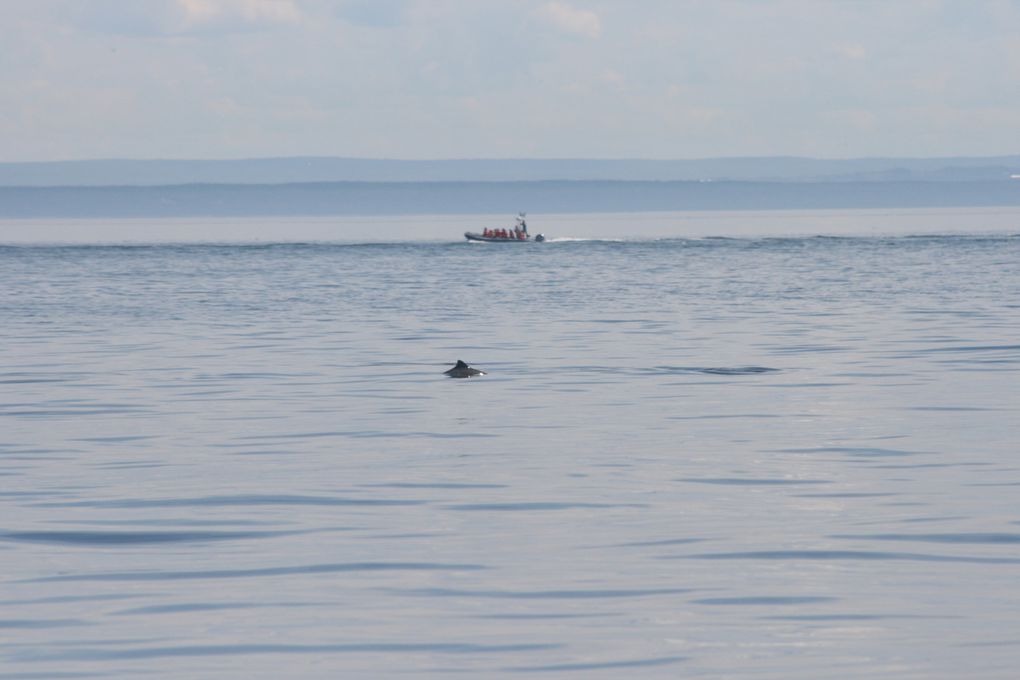 Album - Baleines-du-St-Laurent