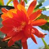 Epiphyllum Cajun Beauty