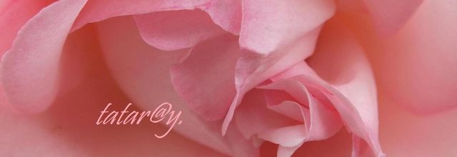 En rose bonbon....