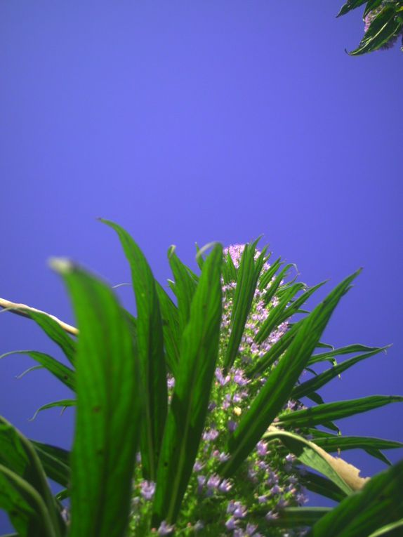 Album - tete d 'echium pininana en floraison