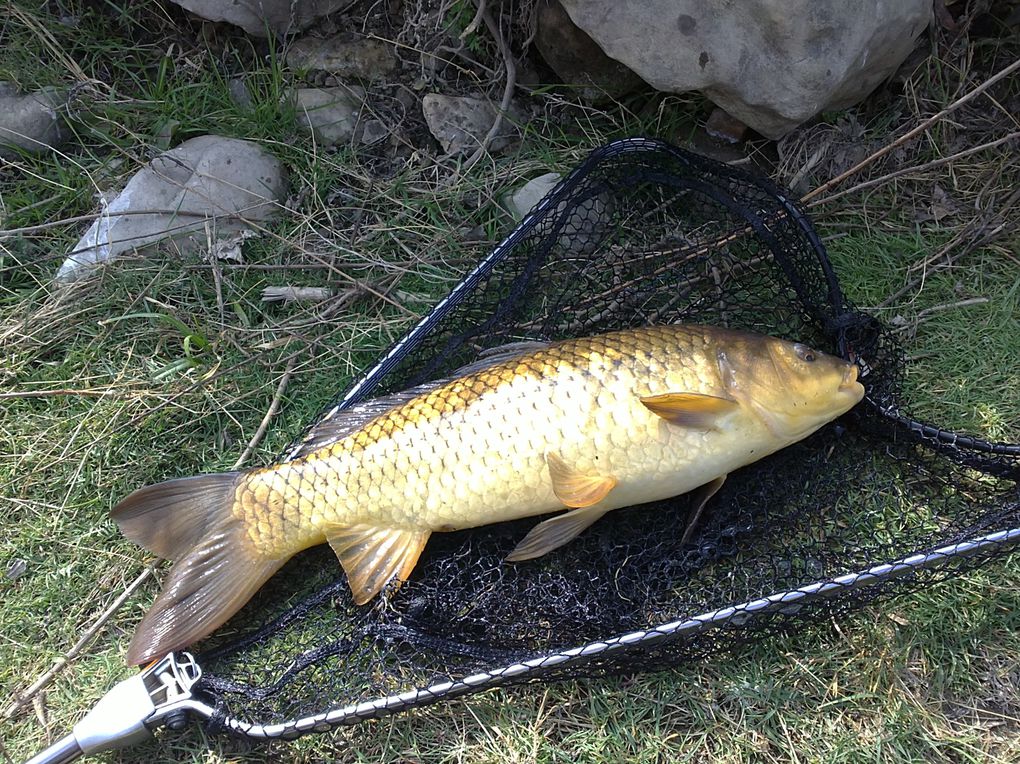 Une série de photos de carpes prise a la mouche