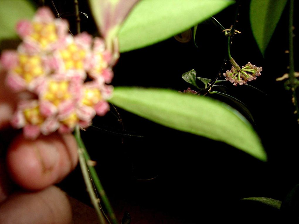 HOYA DAVIDCUMMINGII