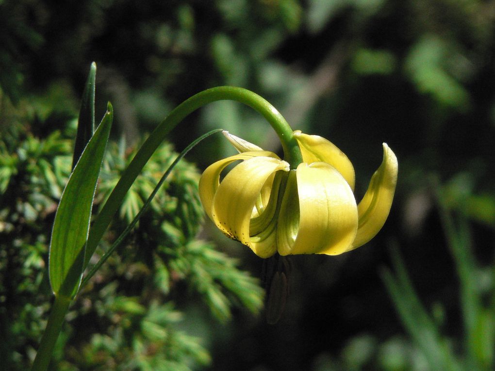 Lis des Pyrénées (jaune) Lis martagon (rouge)