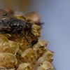 Mouche installée sur une fleur mâle de noisetier