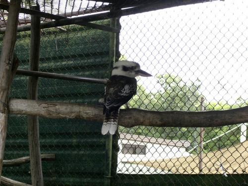 Hier die zweite Ladung an Bildern vom Australia Zoo sowie brandneu von der Lone Pine Koala Sanctuary - enjoy!!!!