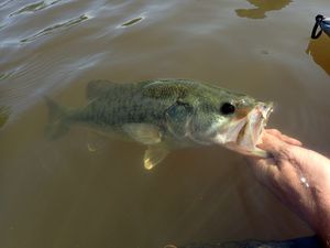 Grosses truites et Black bass.