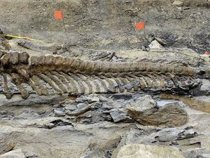 Les archéologues ont découvert une queue de dinosaure dans le désert du Mexique