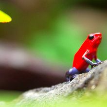 L'histoire des petites grenouilles qui font la course.