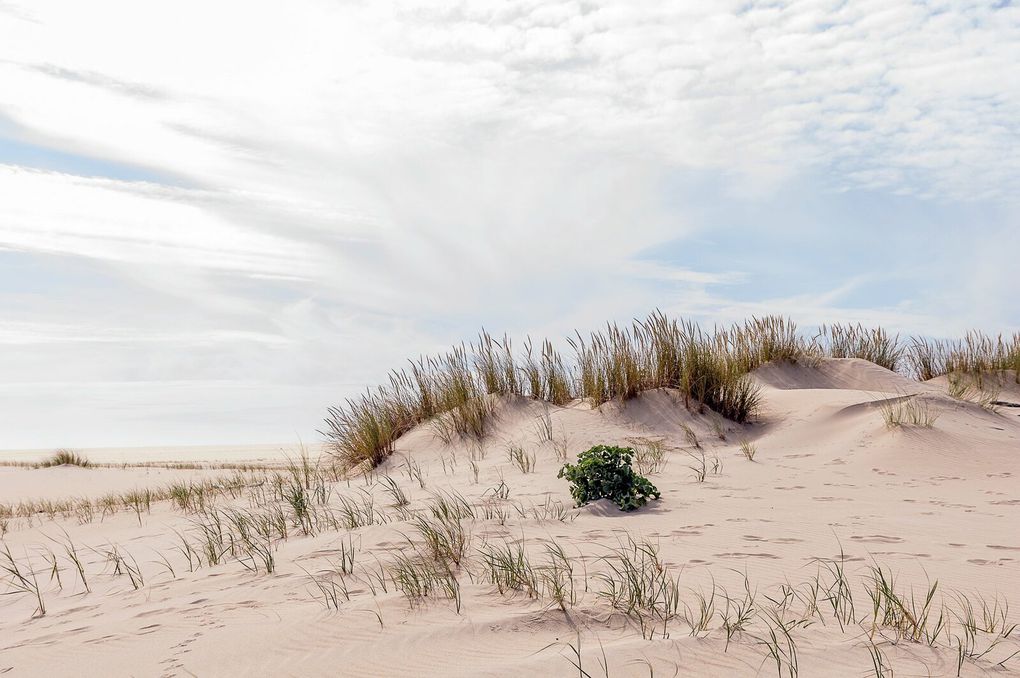 Excursion sur le Banc d'arguin situé face à la Dune du Pilat.