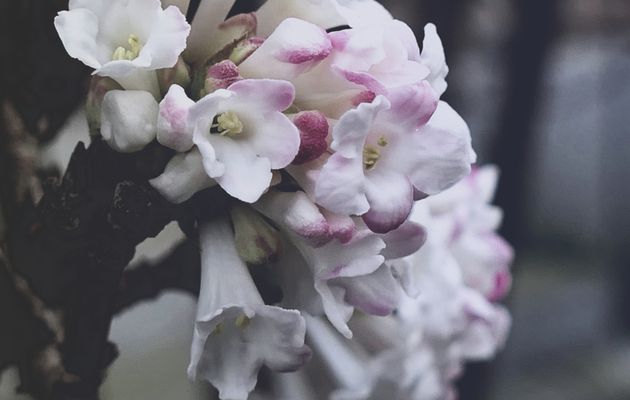 Petites Fleurs en Hiver..