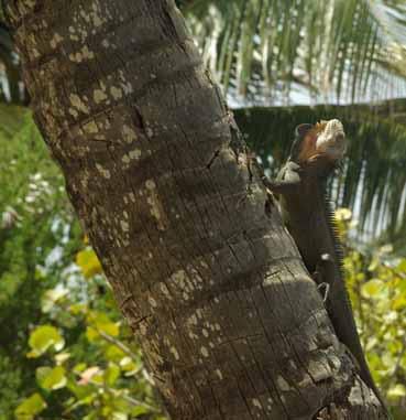 Album - guadeloupe