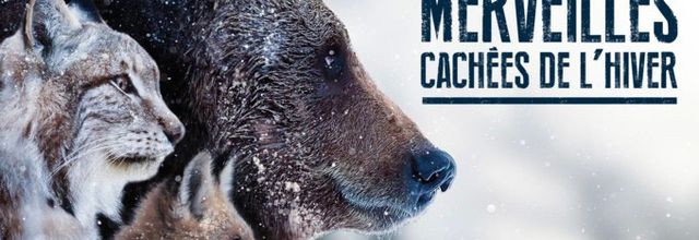 « Les merveilles cachées de l’hiver », série documentaire inédite diffusée ce soir sur National Geographic Wild