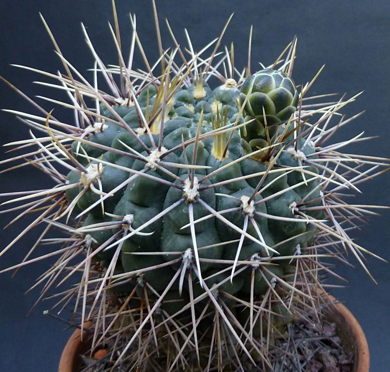 Plantes au port habituellement bas et à la spination très variable. Les fleurs se caractérisent par leur calice nu et écailleux. Le genre a une vaste aire de répartition dans les 2 tiers sud de l'Amérique du sud. Album des espèces de A à M.