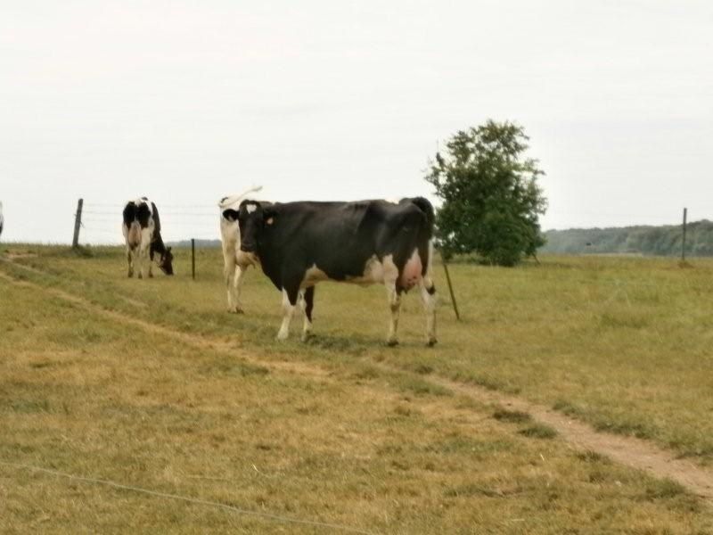 Partagez avec nous quelques-unes sorties réalisées cette année : Le bois de Creuse, la ferme d'antan, le parc de Thoiry, le voyage à Canterbury en Angleterre...