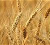 Lughnasadh (Lammas) - informations