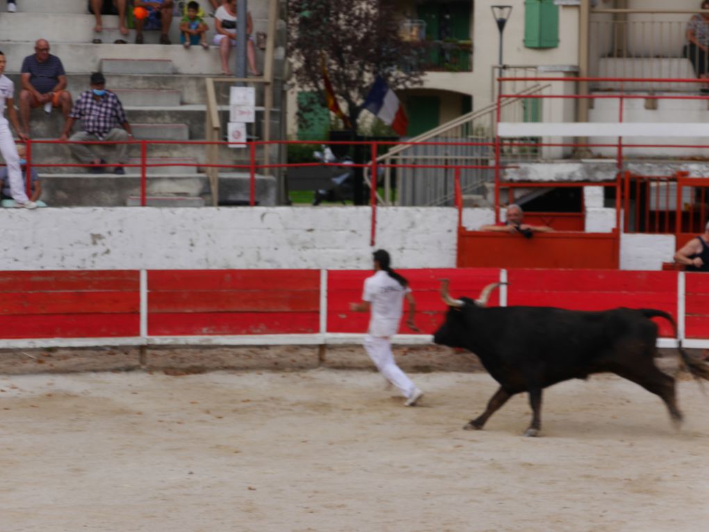 course de taureaux jeunes le 18 septembre 2020