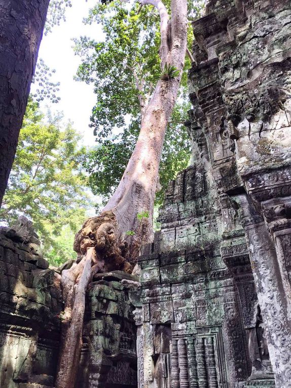 Cette fois-ci, direction Ta Phrom ! Bien que ce soit le temple le plus en ruine que l'on ait visité depuis le début de la journée, c'est un lieu magique ! On se croirait dans le décor du livre de la jungle ! Il était apparement bien plus beau il y a quelques années, avant que les travaux de restauration ne débutent concrètement. En effet, les armatures métalliques qui permettent aux murs de tenir debout lui font perdre de son charme et de son authenticité. Mais on les oublie rapidement lorsqu'en pénétrant dans l'enceinte on se retrouve entouré d'arbres géants poussant depuis l'intérieur des vieilles pierres. Ces racines énormes épousant parfaitement les murs nous rappellent à quel point il est facile pour la nature de reprendre ses droits sans présence humaine. 