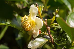 Un théier dans mon jardin ?