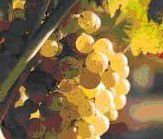 #Vidal Blanc Producers Australia New South Wales  Vineyards 