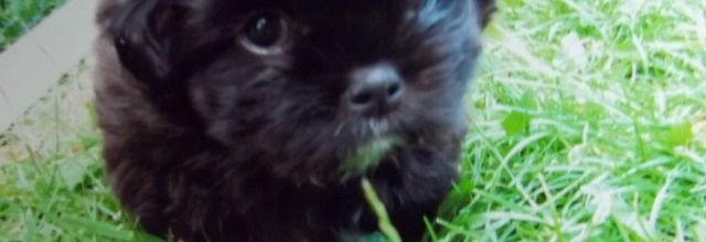 Mein Hund Toby