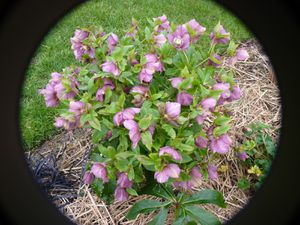 des plants avec une centaine de fleurs voire plus