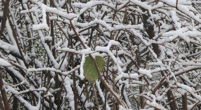 Januarfinale im Schnee