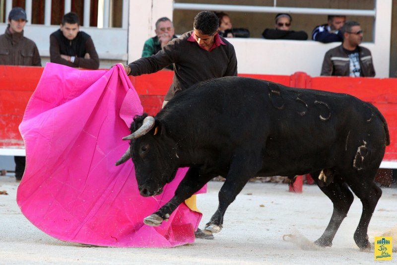 St-Martin-de-Crau Samedi 8 octobre 1011 Journée du Revivre de la Feria de la Crau Tienta de macho et de vacas et Lidia de 4 toros Ganaderias : Giraud-Malaga-Yonnet