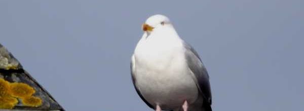 Mouette et ciel bleu