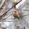 Oiseaux du jardin (34)