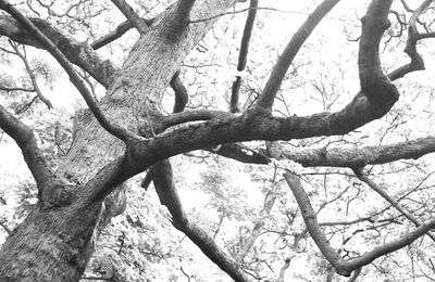 graphismes des branches