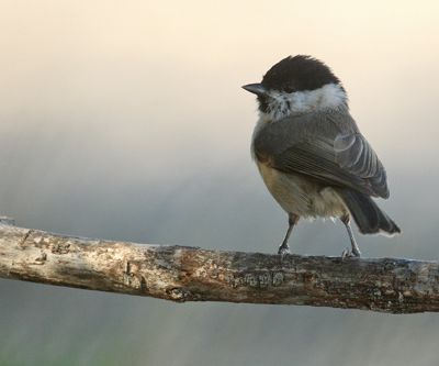 Mésange nonnette - Poecile palustris