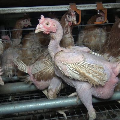 44 000 poulets morts carbonisés