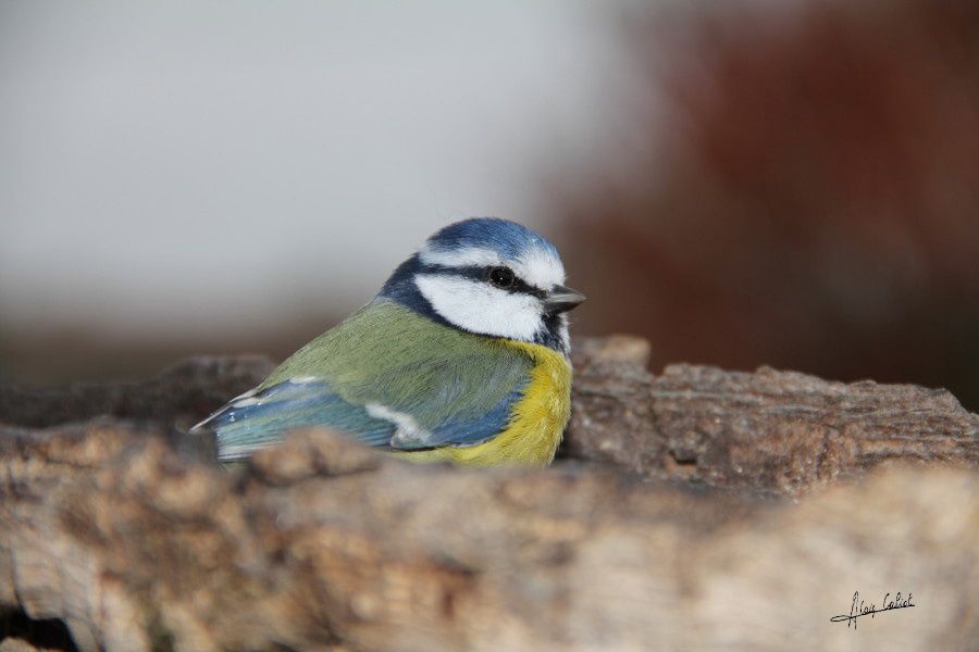 Mésanges bleues