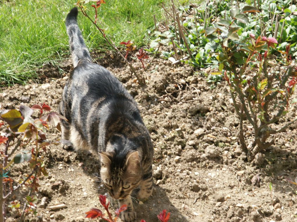 Billy a été notre compagnon pendant 15 ans.
Doux, affectueux et nos faisant la fête quand revenions d'une sortie.